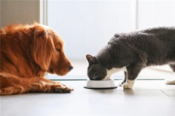 Что нового в индустрии зоомагазинов? Рост и тенденции в 2026 году