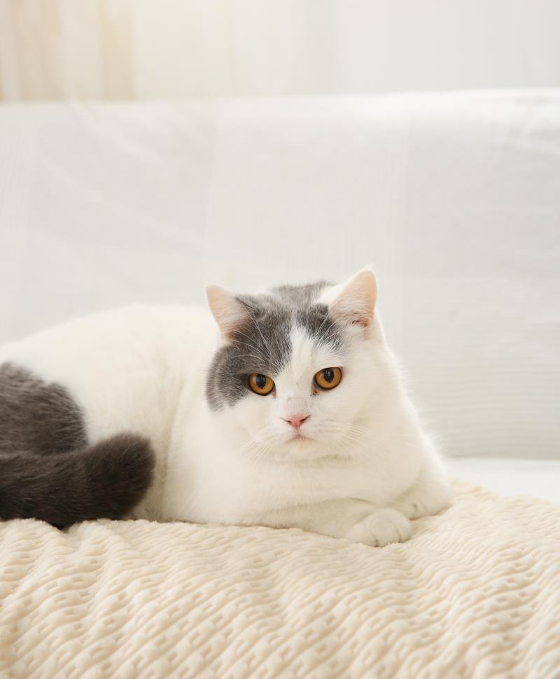 Мягкий и удобный коврик для домашних животных