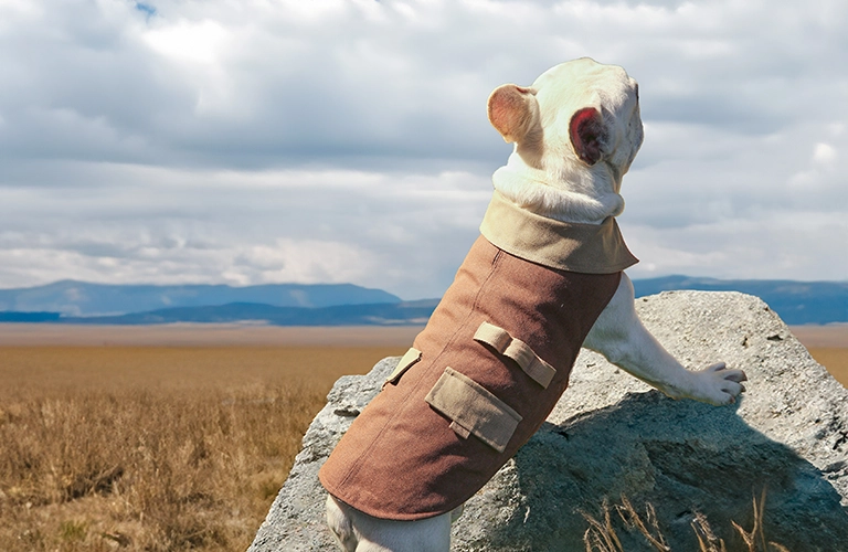 Какие бывают типы шерсти у собак?