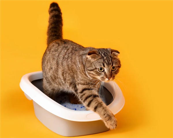 Что можно и что нельзя делать с кошачьим туалетом Руководство для владельцев домашних животных