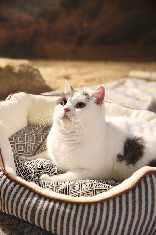 Классическая и популярная многофункциональная лежанка для домашних животных