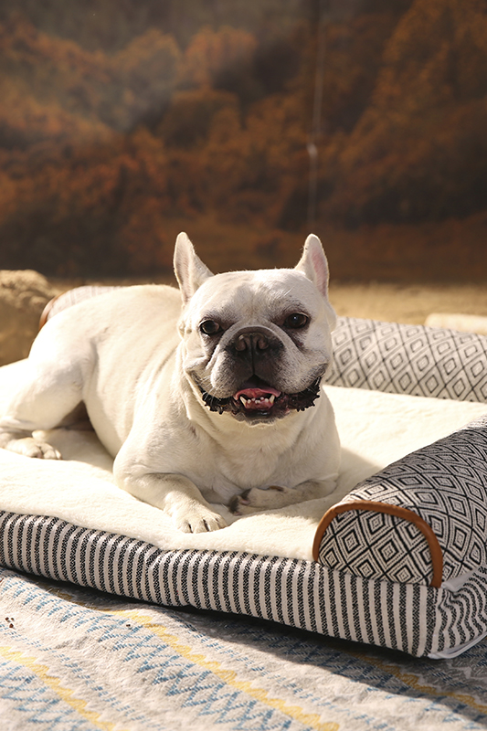 Классическая кровать для домашних животных в стиле дивана