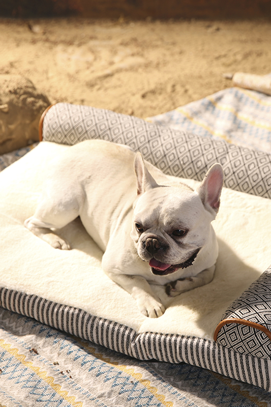 Классическая кровать для домашних животных в стиле дивана