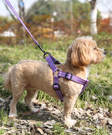 Светоотражающая светящаяся упряжь для собак