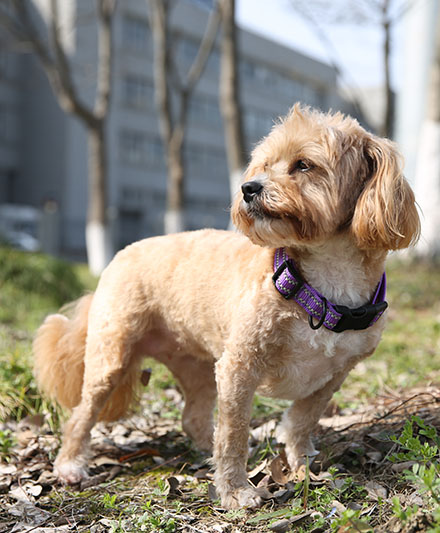 Светящийся ошейник для собак с отражающими элементами