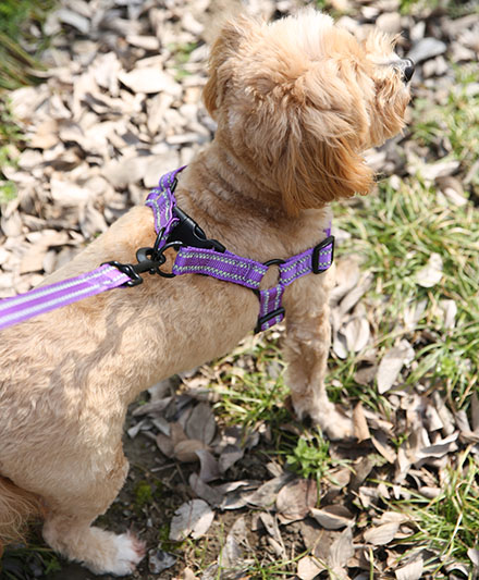 Светоотражающая светящаяся поводок для собак