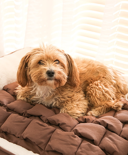 Удобная лежанка для собак в стиле Michelin