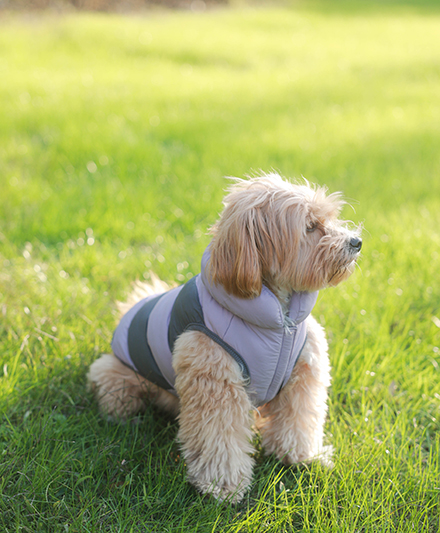 Пуховая зимняя куртка для собак