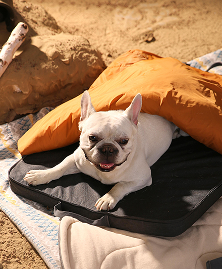 Портативный уличный коврик для собак с высокоплотной пеной для использования в любое время годах