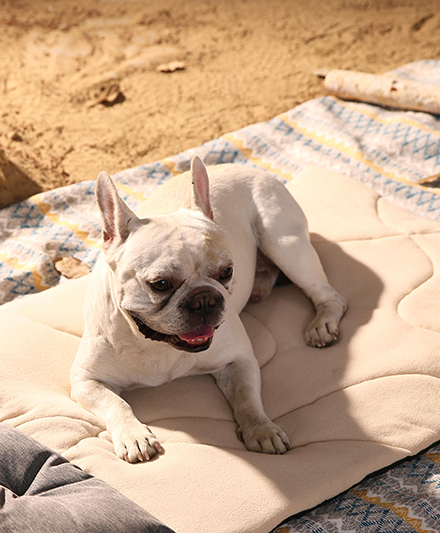 Водостойкий уличный коврик для собак с противоскользящим основанием