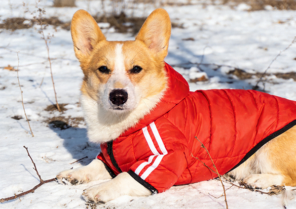 Как модная одежда для питомцев способствует дифференциации продуктов на рынке зоотоваров