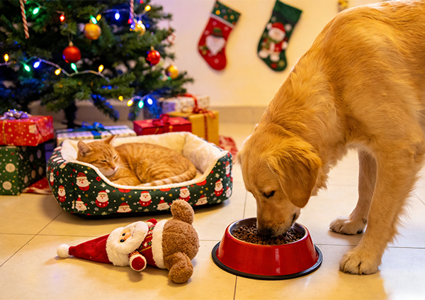 Лучшие товары для домашних животных к Рождеству, которые оптовые продавцы должны закупить в 2026 году
