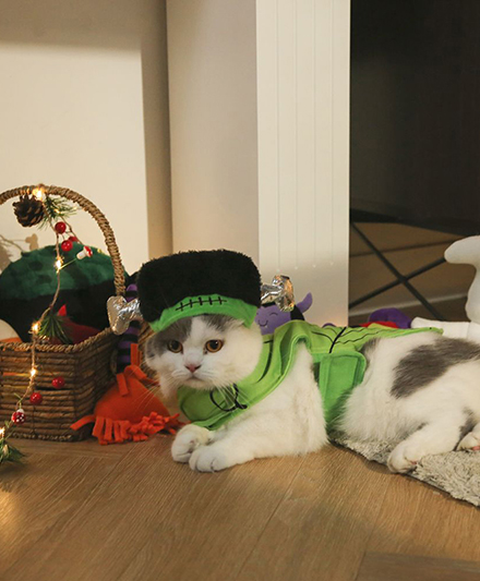 Набор костюмов для домашних животных на Хэллоуин: классический дизайн, удобный и безопасный материал