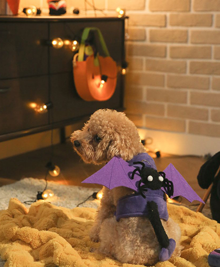 Поставщик оптовых партий высококачественных домиков-пещер для кошек на Хэллоуин