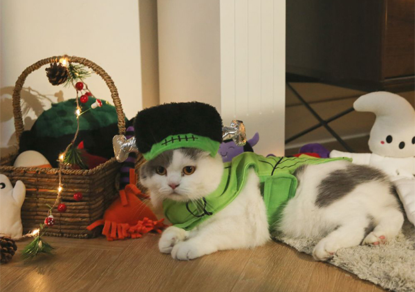 OEM/ODM и оптовые заказы по индивидуальному заказу: индивидуальные товары для домашних животных к Хэллоуину для брендо