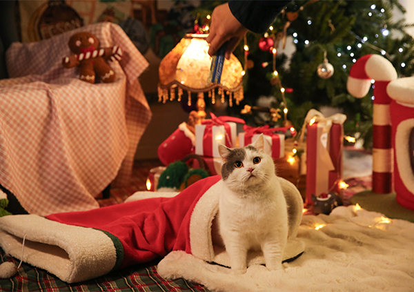 Как продвигать товары для домашних животных к Рождеству в России